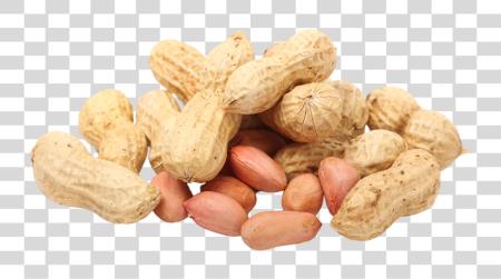 下载 Peanut Peanuts PNG file