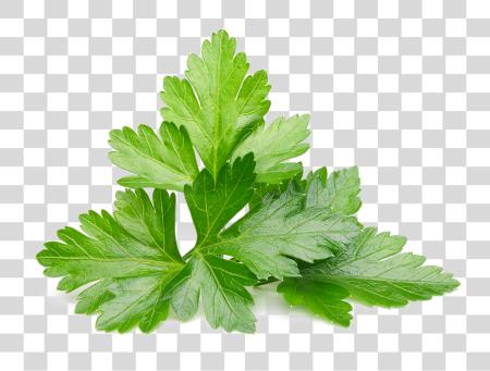 Download Parsley Cilantro Leaves PNG file