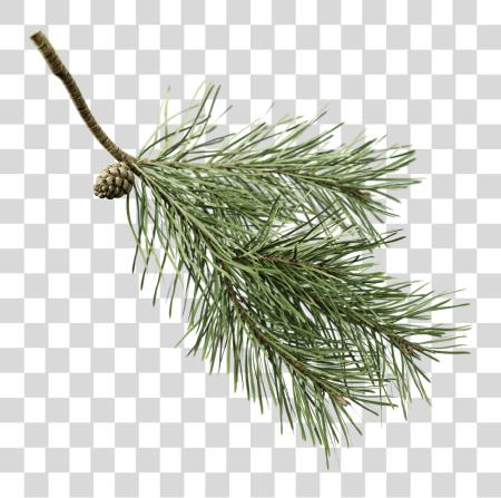 下载 Fir 樹枝 Pine 樹枝 與 PNG file