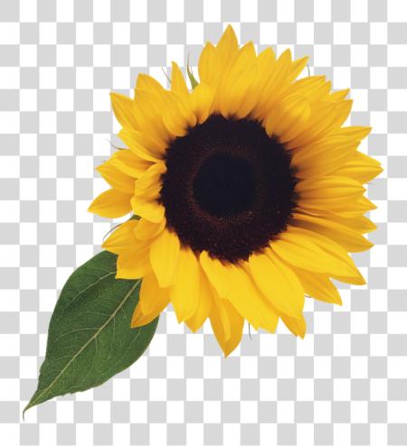 Download Sunflower Sunflower PNG file