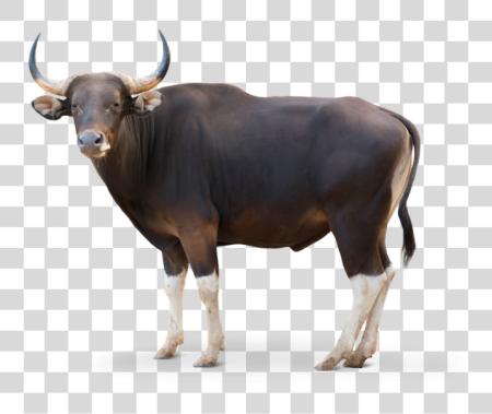 Download Bull Banteng Banteng PNG file