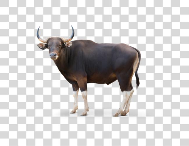 Download Bull Banteng Banteng Clip Art