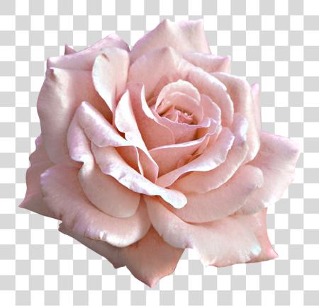 Download Large Light Pink Rose Pink And White Roses PNG file