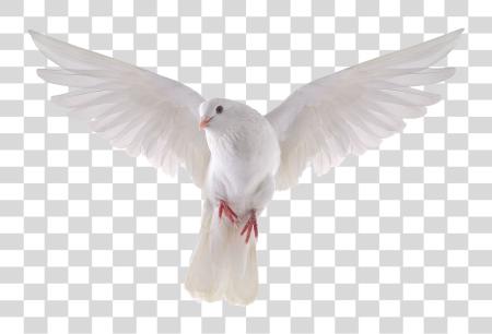 下载 Pigeon Dove PNG file