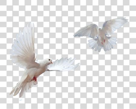 Download 1032 X 1032 32 Flying Doves PNG file