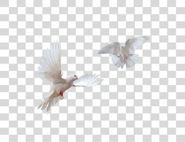 Download 1032 x 1032 32 volando Doves Clip arte