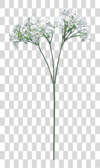 Download flor para en Babys Breath PNG file