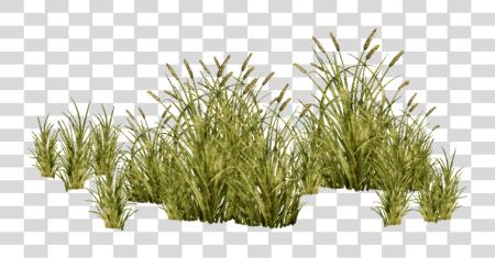 Download Go To Image Grasses PNG file