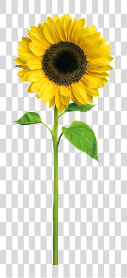 Download Sunflowers Crown Sunflower With Stem PNG file