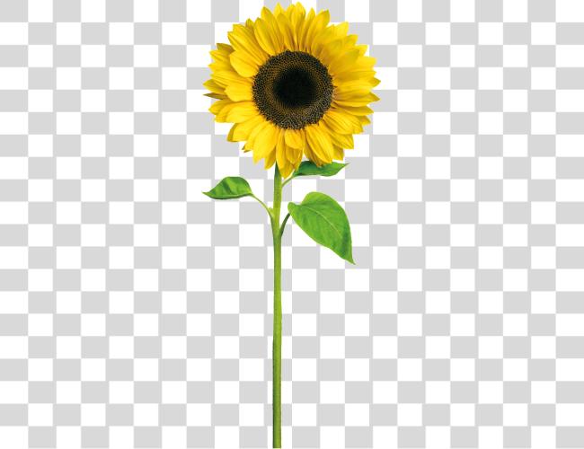 Download Sunflowers corona Sunflower con Stem Clip arte