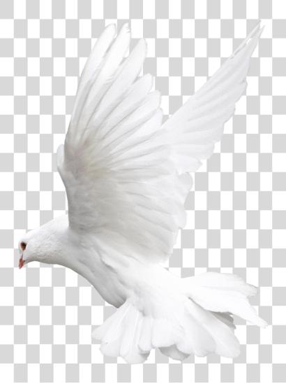 Download Pigeon Fly White Bird For Editing PNG file