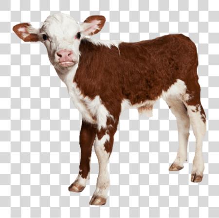 Download Buy Red And White Holstein Cow Online Farmvibes Baby Cow White PNG file