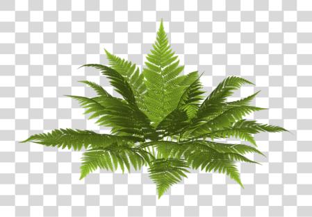 Download Planta Fondo Transparente Cut Out Fern PNG file