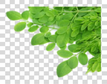 Download Tree Leaves Moringa PNG file