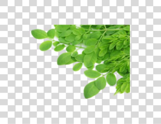 تحميل شجرة أوراق Moringa مقطوعة فن