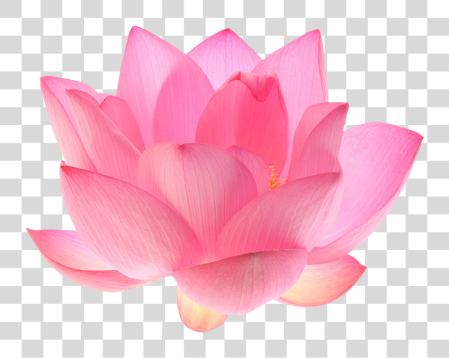 Download Lotus flor Lotus flor PNG file