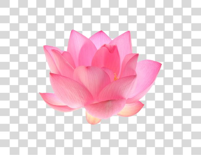 Download Lotus Flower Lotus Flower Clip Art