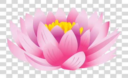 下载 Lotus 花 Gambar Bunga Teratai PNG file