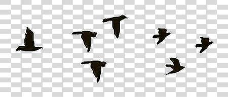 Download pajaros aves tatuaje hipster negro Imagenes Gif Sin Fondo Con Movimiento PNG file