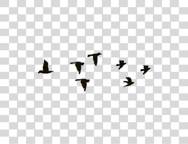 Download pajaros aves tatuaje hipster negro Imagenes Gif Sin Fondo Con Movimiento Clip Art