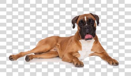 Download Boxer Dog PNG file