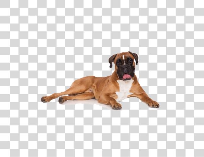 Download Boxer Dog Clip Art