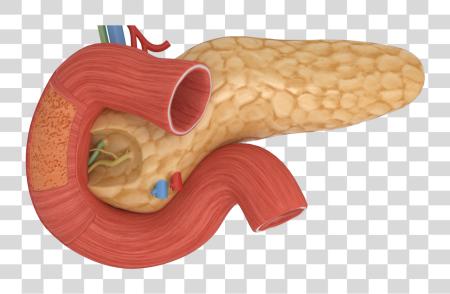 Download Image con Pancreas Real PNG file