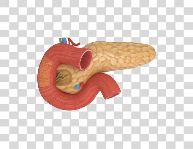 تحميل Image مع Pancreas حقيقي مقطوعة فن