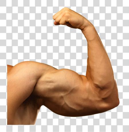 Download Muscle Arm Barechested PNG file