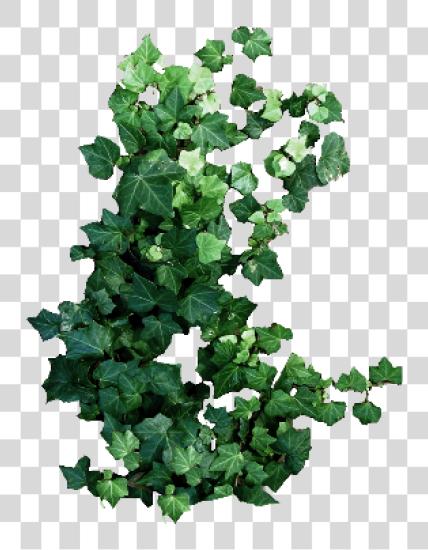 Download other sticker xmilkirill kirill Molochko plants Hanging Plant Top View PNG file