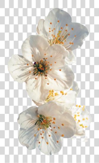 Download Everything Is Gonna Be Ok White Flowers Tumblr PNG file