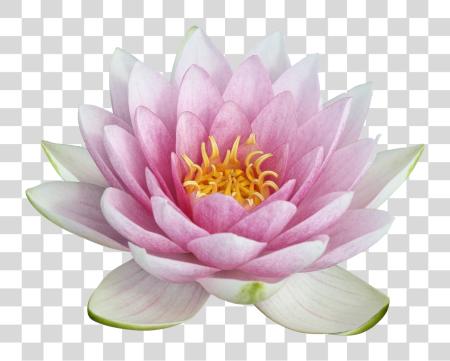 Download Lotus flor Lotus flor PNG file