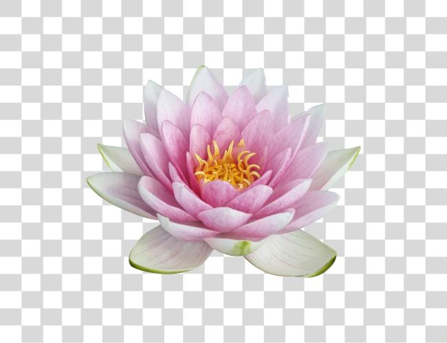 Download Lotus flor Lotus flor Clip arte