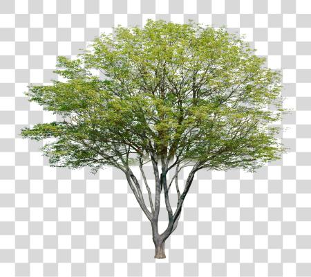 Download Garden Drawing Plant Drawing Tree Plan Tree Arboles Para Photoshop PNG file