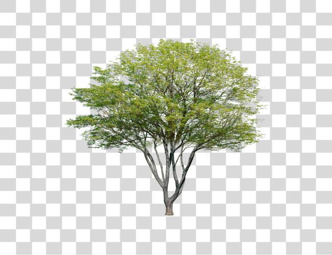 Download Garden dibujo Plant dibujo Tree Plan Tree Arboles Para Photoshop Clip arte