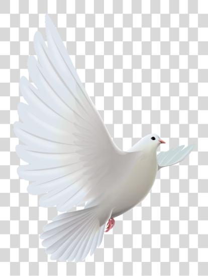 Download mq white dove bird birds Rose For Someone In Heaven PNG file