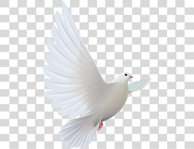 Download mq white dove bird birds Rose For Someone In Heaven Clip Art