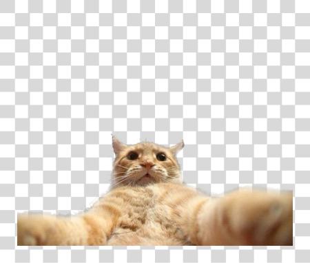 Download funny cat catlover cats selfie PNG file