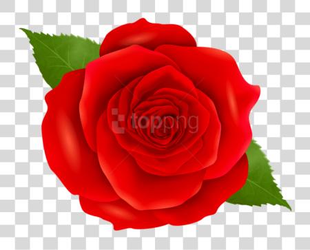 Download rojo rosa azul flor PNG file