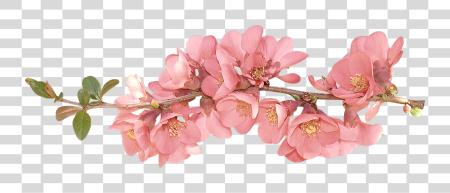 下载 春天 Flowers 春天 花 Clip 艺术 Clipart 春天 Flowers 背景 PNG file