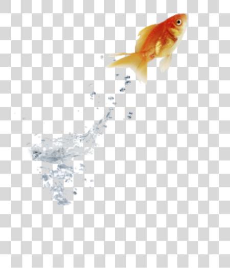 Download goldfish jumping water Stock Goldfish PNG file