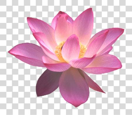 Download Lotus Lotus Flower PNG file