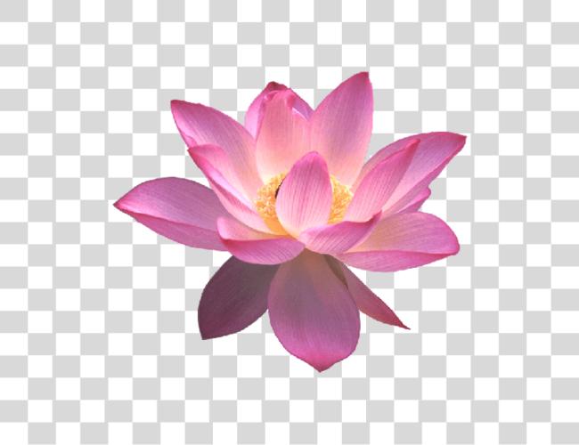 Download Lotus Lotus flor Clip arte