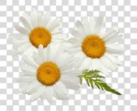 下载 茶 Chamomile 茶 羅馬 Chamomile Sun 花 PNG file