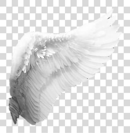 Download angles Wings Angel Wings Side PNG file