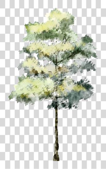 Download Evergreen Branch Architecture Tree For Render PNG file