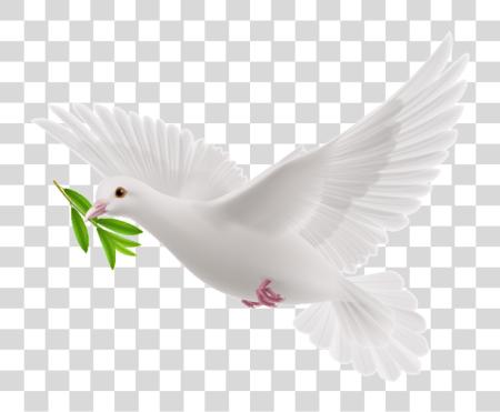 下载 和平 Dove 飛行 白色 Pigeon PNG file