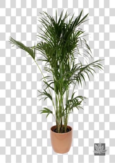 Download Office Plant Palmera Planta De Interior PNG file