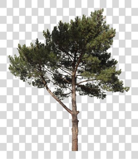 下载 Pine Tree PNG file