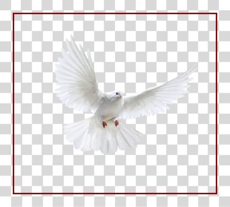 Download Best Holy Spirit Dove Of Flying In Front You Flying Pigeon PNG file